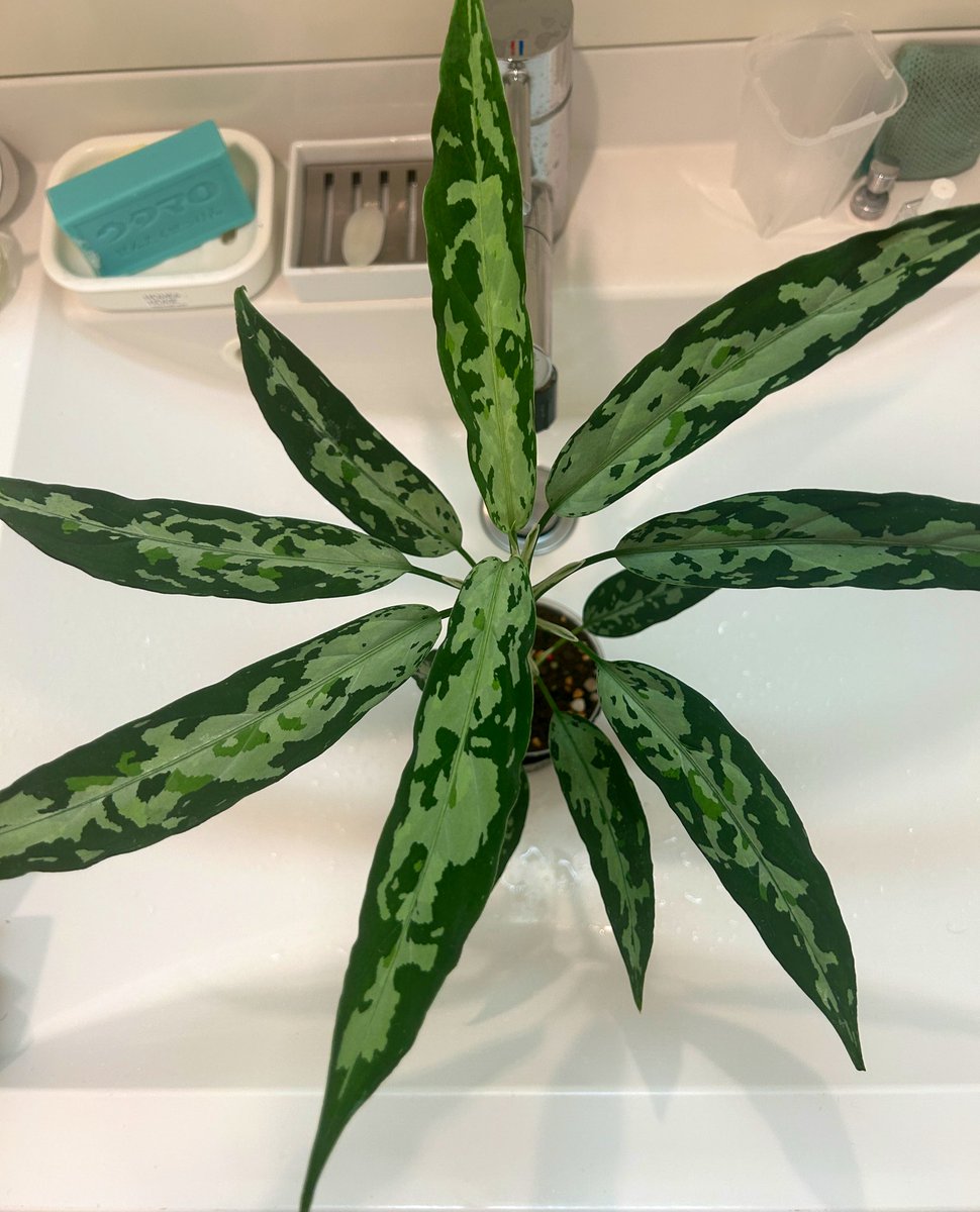 草好きの人 (@sT2ZUxShco15744) / X