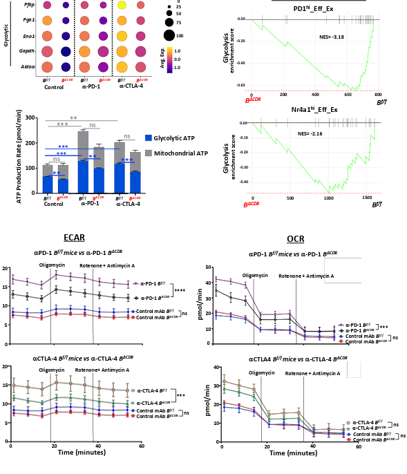 <a href="/biorxivpreprint/">bioRxiv</a> Bhlhe40 Coordinates T Cell Programs with Distinct CD4 and CD8 T Cell Requirements for Anti-PD-1 Versus Anti-CTLA-4 <a href="/GubinMatthew/">Matthew Gubin</a> <a href="/MDAndersonNews/">MD Anderson Cancer Center</a> @ekta_saha biorxiv.org/content/10.110… 🇺🇸