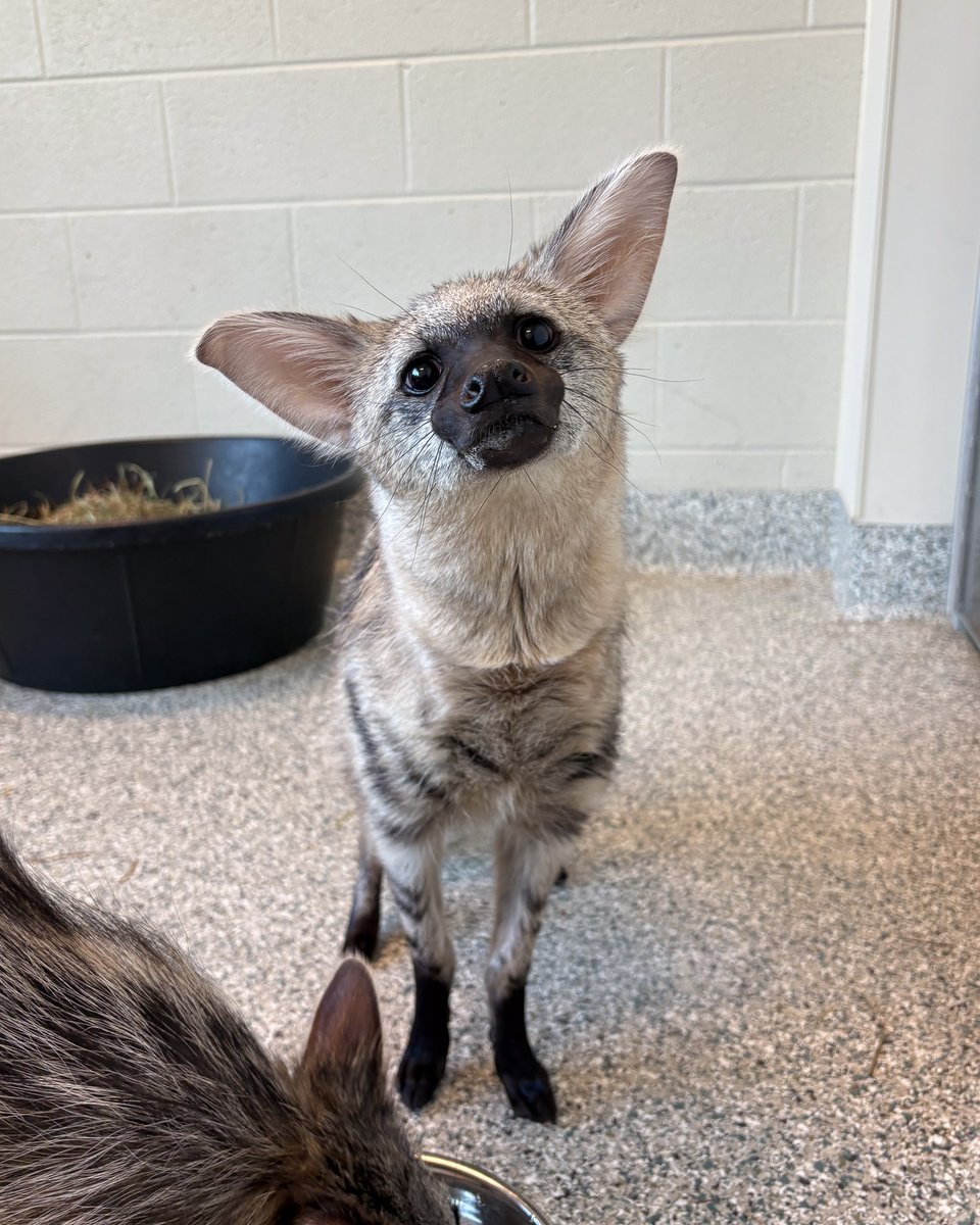 NashvilleZoo's tweet image. Hakuna Matata, our aardwolf duo finally have names: Shenzi and Ed! 🐾

Shenzi is the larger, lighter aardwolf, while Ed is smaller with a distinctive V-shaped marking between his eyes. See if you can tell them apart on your visit!
