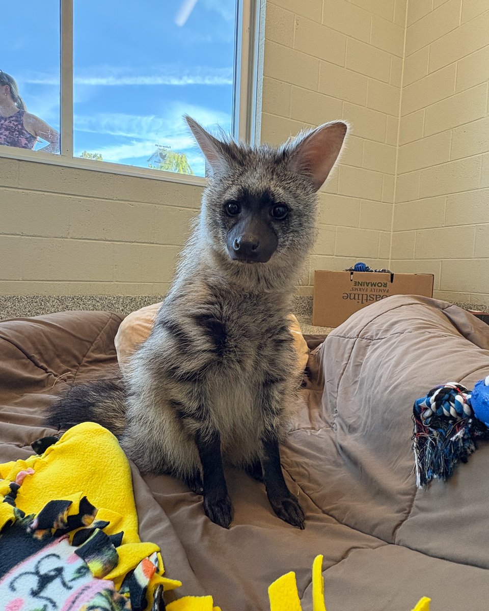 NashvilleZoo's tweet image. Hakuna Matata, our aardwolf duo finally have names: Shenzi and Ed! 🐾

Shenzi is the larger, lighter aardwolf, while Ed is smaller with a distinctive V-shaped marking between his eyes. See if you can tell them apart on your visit!