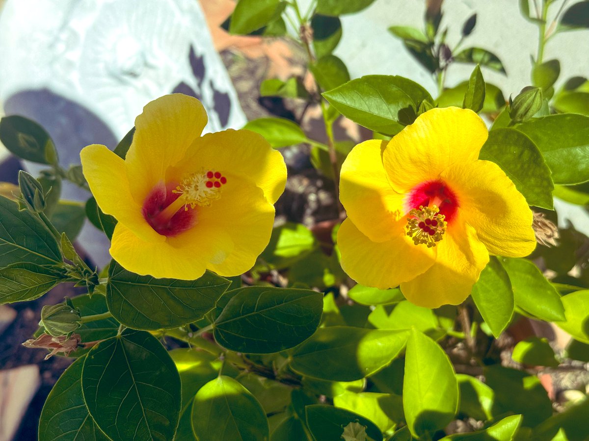 The yellow hibiscuses are in full bloom along with this Michel-Schlumberger 2019 “Le Fou” Pinot Noir, Dry Creek Valley, Sonoma County 🇺🇸 wine 🍷 notes 📝: porch pounder supreme - can’t put it down! elegantly bright but not too sweet, bit of sediment - great for lunch #delish 😋