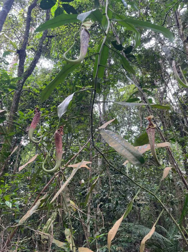 Vtuber vs Actual job!

I'm a botanist working in climate change research! 🌲

The realm of botany is soooo wide and as much as I love plant taxonomy, I think combining botany and ecology is important for a greater cause!

(Pic is the Nepenthes rafflesiana, my fav group! )

AMA!