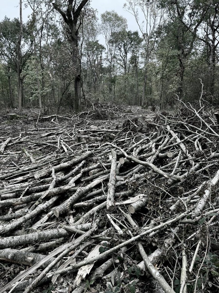 Sheep’s Head Nature (@sheadbirder) on Twitter photo Devastating scene at Grafton Wood, jointly managed by <a href="/savebutterflies/">Butterfly Conservation 🦋</a> and <a href="/WorcsWT/">Worcs Wildlife Trust</a> The heart of the wood has been near clear felled removing dozens of 100+ year oaks. They may know what they’re doing, but I don’t. Devastating scene at Grafton Wood, jointly managed by <a href="/savebutterflies/">Butterfly Conservation 🦋</a> and <a href="/WorcsWT/">Worcs Wildlife Trust</a> The heart of the wood has been near clear felled removing dozens of 100+ year oaks. They may know what they’re doing, but I don’t.