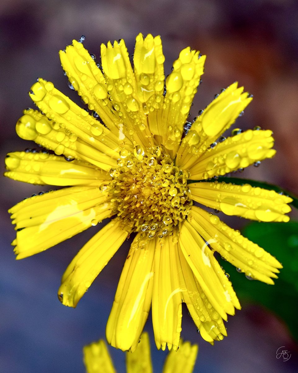 AnnBruen's tweet image. Raindrops gather gently on leaves and petals, turning the scene into a gallery of dewy artworks. Photos taken at Plitvice Lakes National Park in Croatia a few weeks ago. 
#raindrops #naturesartwork #dropletsofwater #plitvicelakesnationalpark #naturephotography #croatianbeauty