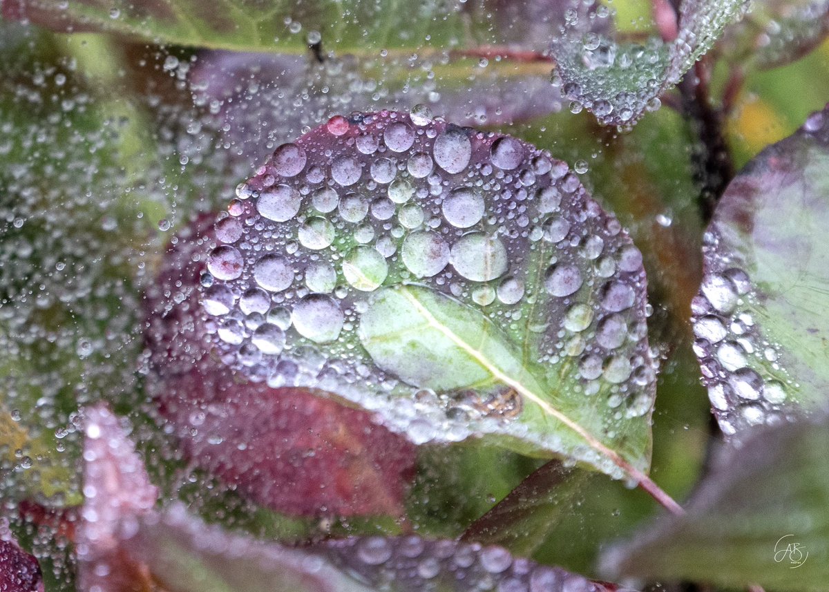 AnnBruen's tweet image. Raindrops gather gently on leaves and petals, turning the scene into a gallery of dewy artworks. Photos taken at Plitvice Lakes National Park in Croatia a few weeks ago. 
#raindrops #naturesartwork #dropletsofwater #plitvicelakesnationalpark #naturephotography #croatianbeauty