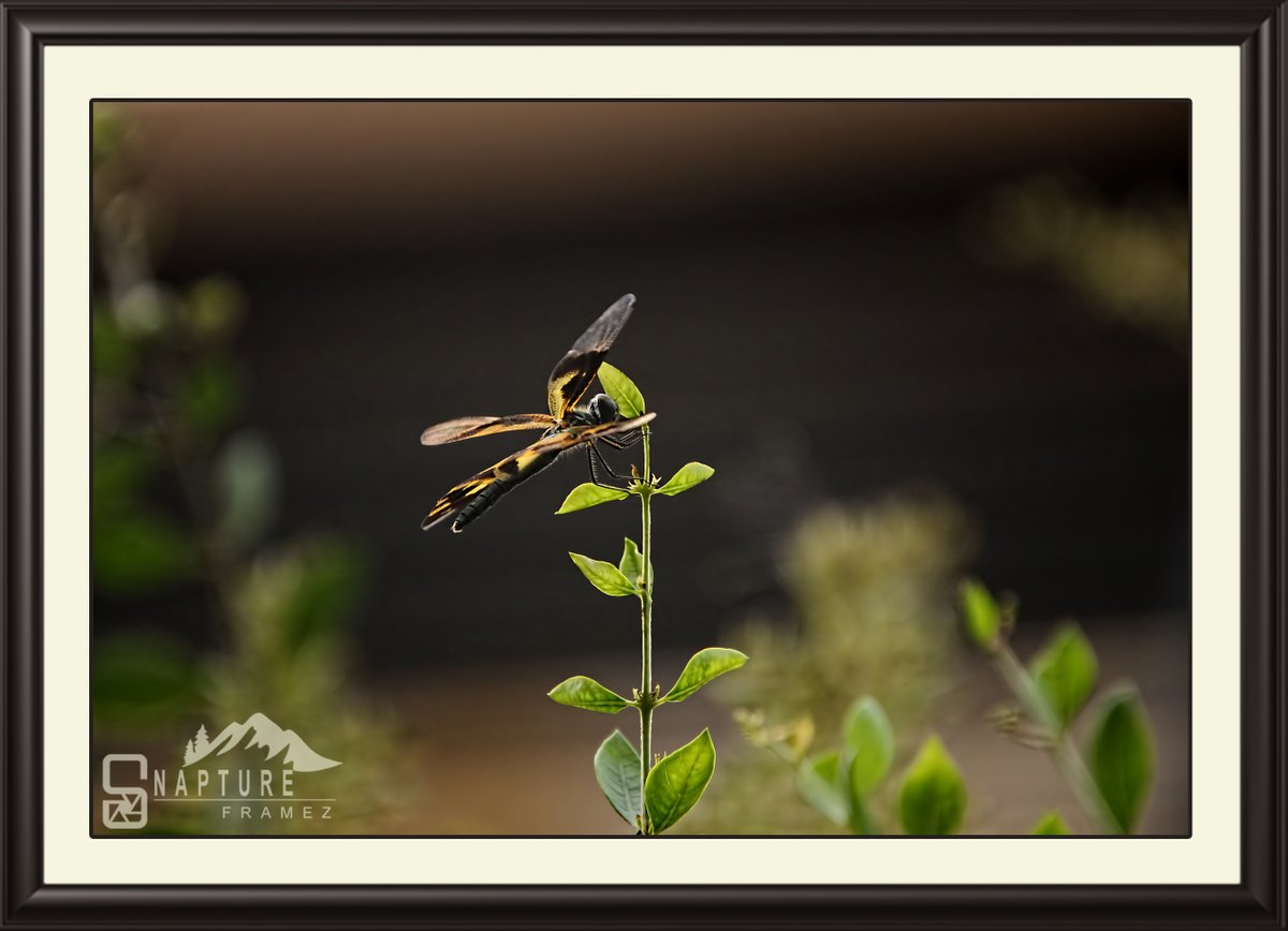 viswaprem_ca's tweet photo. Dragon Fly
#dragonfly #macro #nature #insects #insect #naturephotography #dragonflies #dragonflyphotography #macrophotography #photography #wildlife #insectphotography #perfection #insectsofinstagram #odonata #naturelovers #dragonfliesofinstagram #libelle #libellule https://t.co/tdNG47m5oD