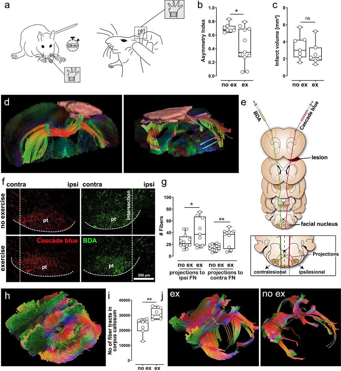 One of the best mouse tractography studies (nature.com/articles/s4146…) I’ve seen

 — a validation combining histology and tractography.

Fun fact: animal MRI is actually much harder than human MRI, both technically and logistically.