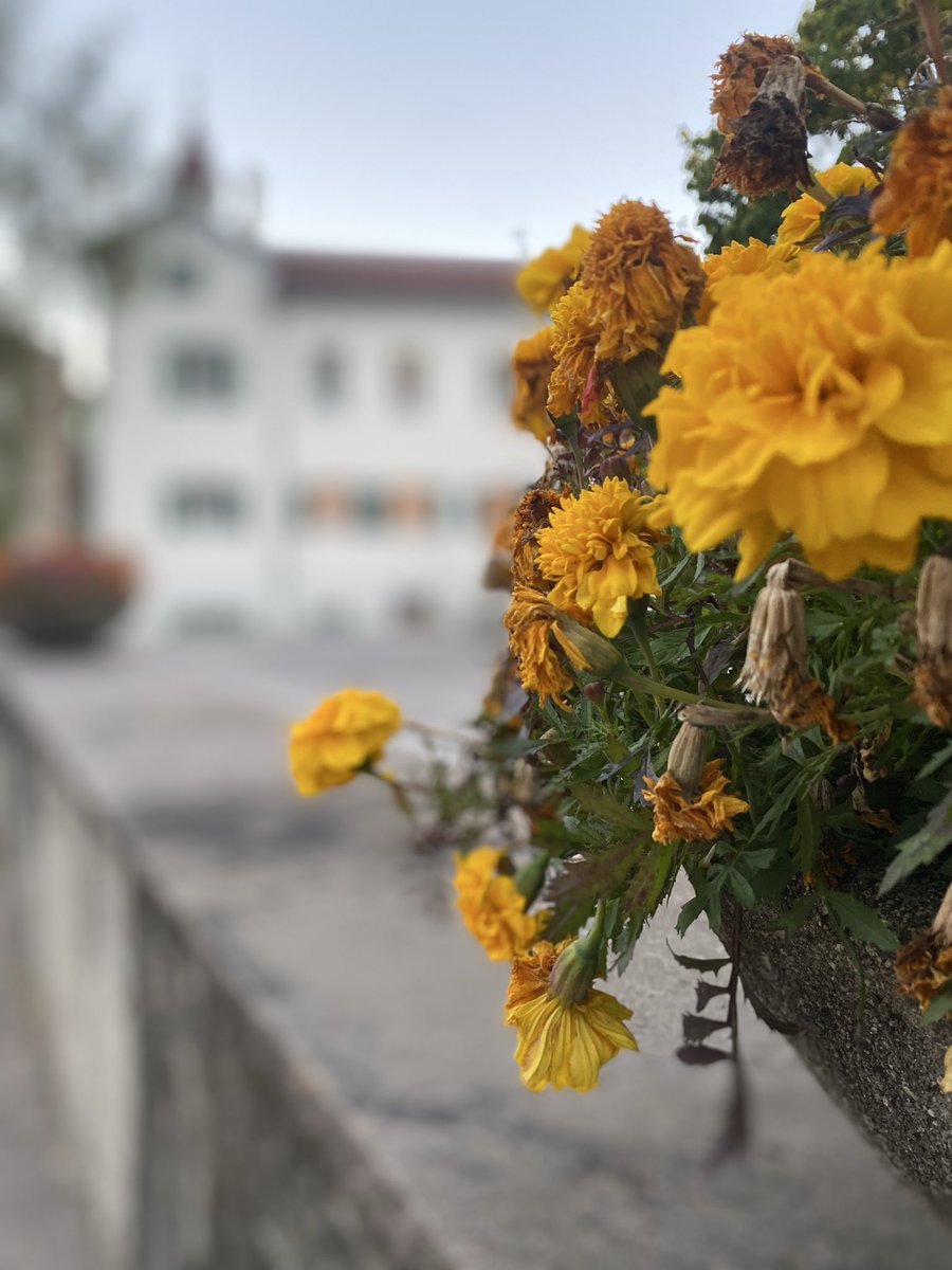 Sonia Zuccaro tweet media