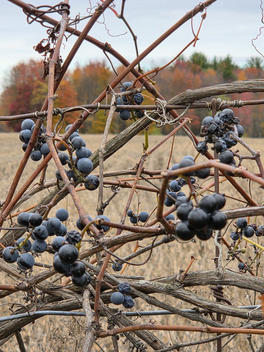 WizzzDom (@dombeaud22) on Twitter photo 