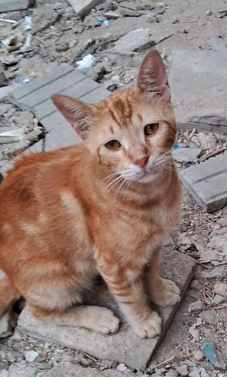 We can’t carry this pain alone anymore… Everything we had, our homes, our dreams, our peace 
 was taken away by the w@r. Now even feeding our beloved furs feels like a battle we are losing. 🥀
They look at us with empty eyes, waiting for food that sometimes never comes… and it