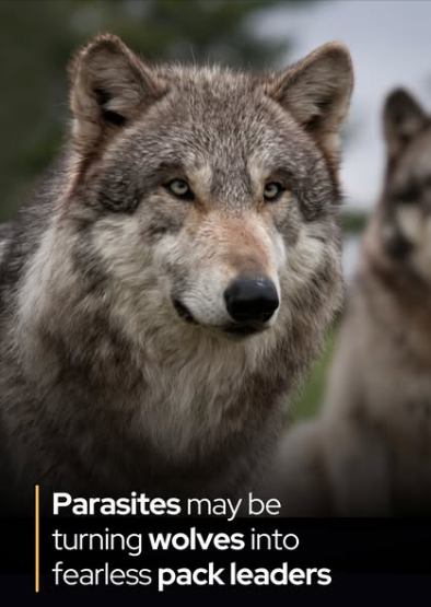 Rainmaker1973's tweet image. A brain parasite makes a wolf leave its pack and start a new one.
In Yellowstone National Park, researchers found that gray wolves infected with Toxoplasma gondii, a parasite also affecting humans, exhibit bolder behavior and are more likely to become pack leaders.
Typically…