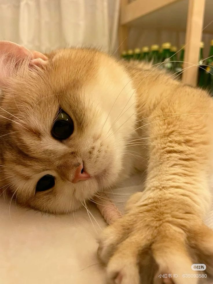 smol silly cat tweet media