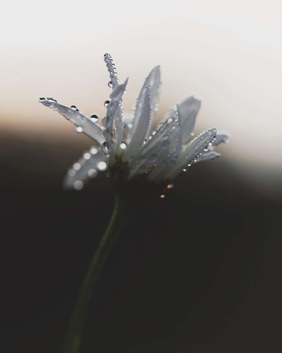 “Every silence consists of the network 
of minuscule sounds that enfolds it.”

~ Italo Calvino (1923–1985)
𝐷𝑖𝑓𝑓𝑖𝑐𝑢𝑙𝑡 𝐿𝑜𝑣𝑒𝑠 𝑎𝑛𝑑 𝑂𝑡ℎ𝑒𝑟 𝑆𝑡𝑜𝑟𝑖𝑒𝑠
·

© Sandra Linnell