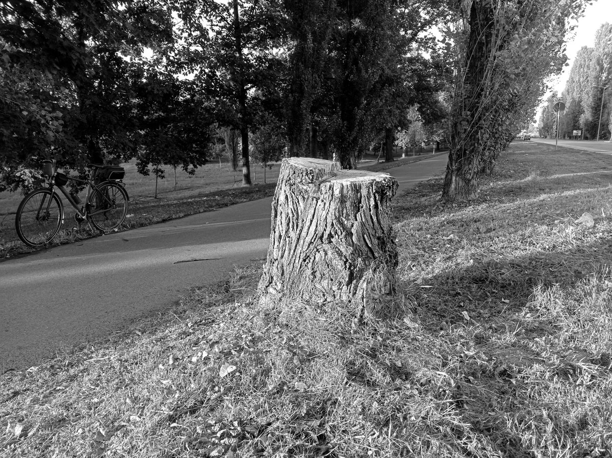 luca_bergamasco's tweet photo. #stumpday but it is #monochrome. #BW #BlackAndWhitePhotography #tree #TreeClub https://t.co/yVXc4guHcw