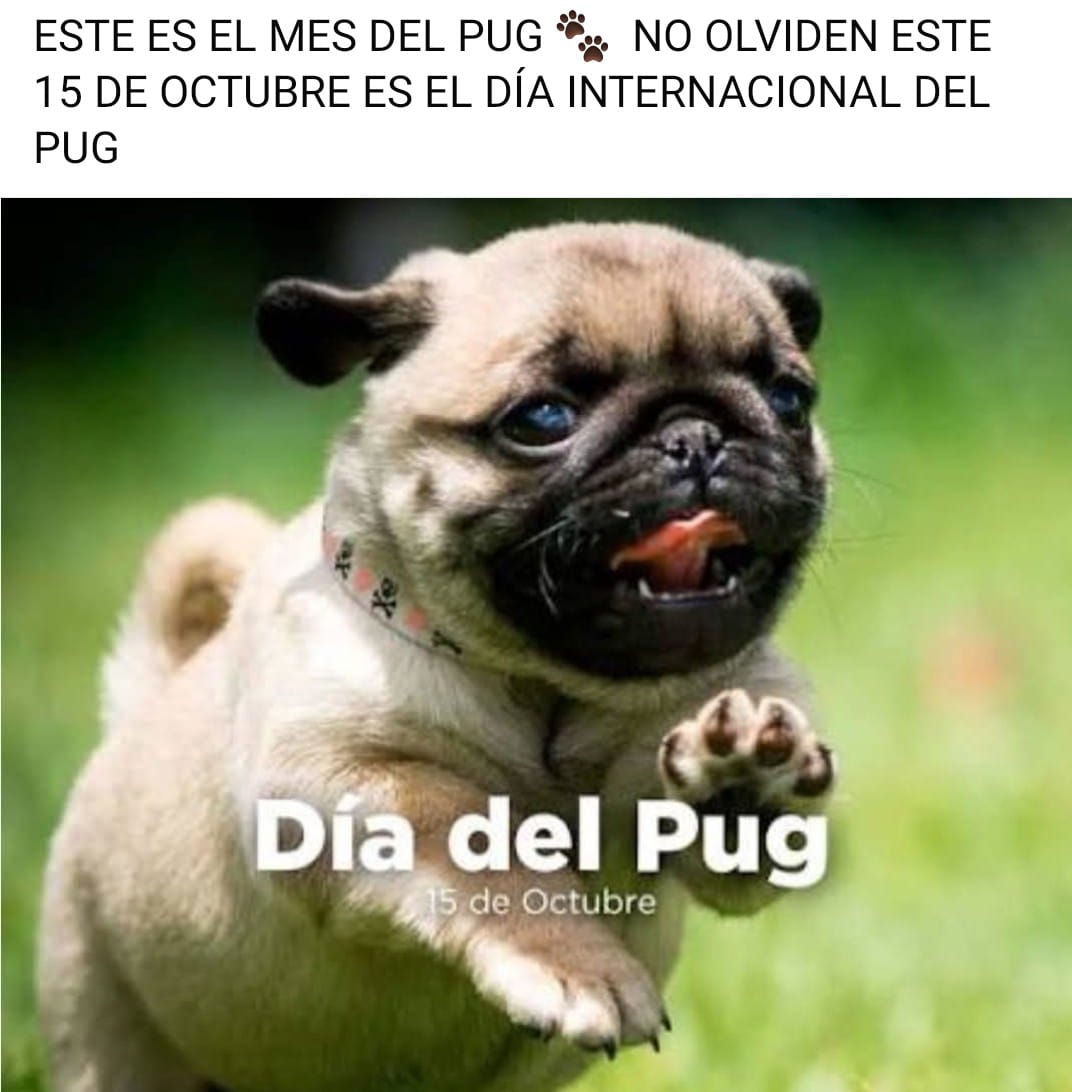 Felicidades a mi Rambo, Barbie y Sasha. Pequeños latosos y tragones