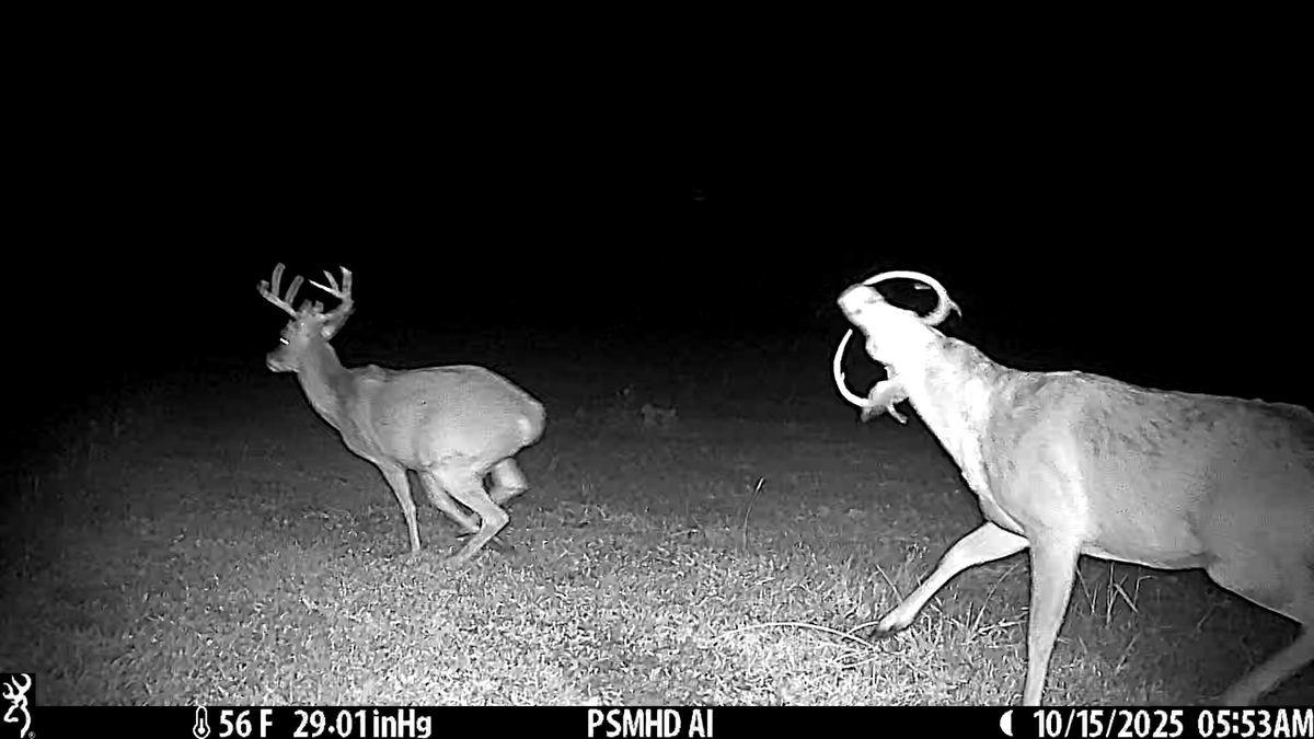 Caption this! 

We received this image last night from our Defender Pro Scout Max HD AI cell cam from <a href="/BrowningCams/">BrowningTrailCameras</a>

#WhitetailWednesday #BrowningCameras #AlwaysThere #youvegottoseethis #deer #HuntressView