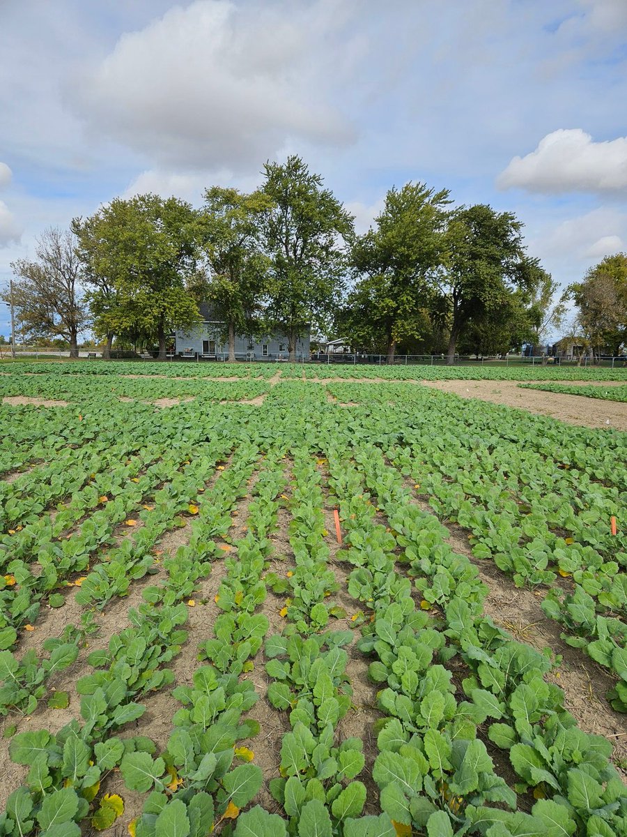 Who wears it better? 👇
Winter canola on 30" VS winter canola on 15" 

<a href="/page_er/">Eric Page</a> #wintercanola