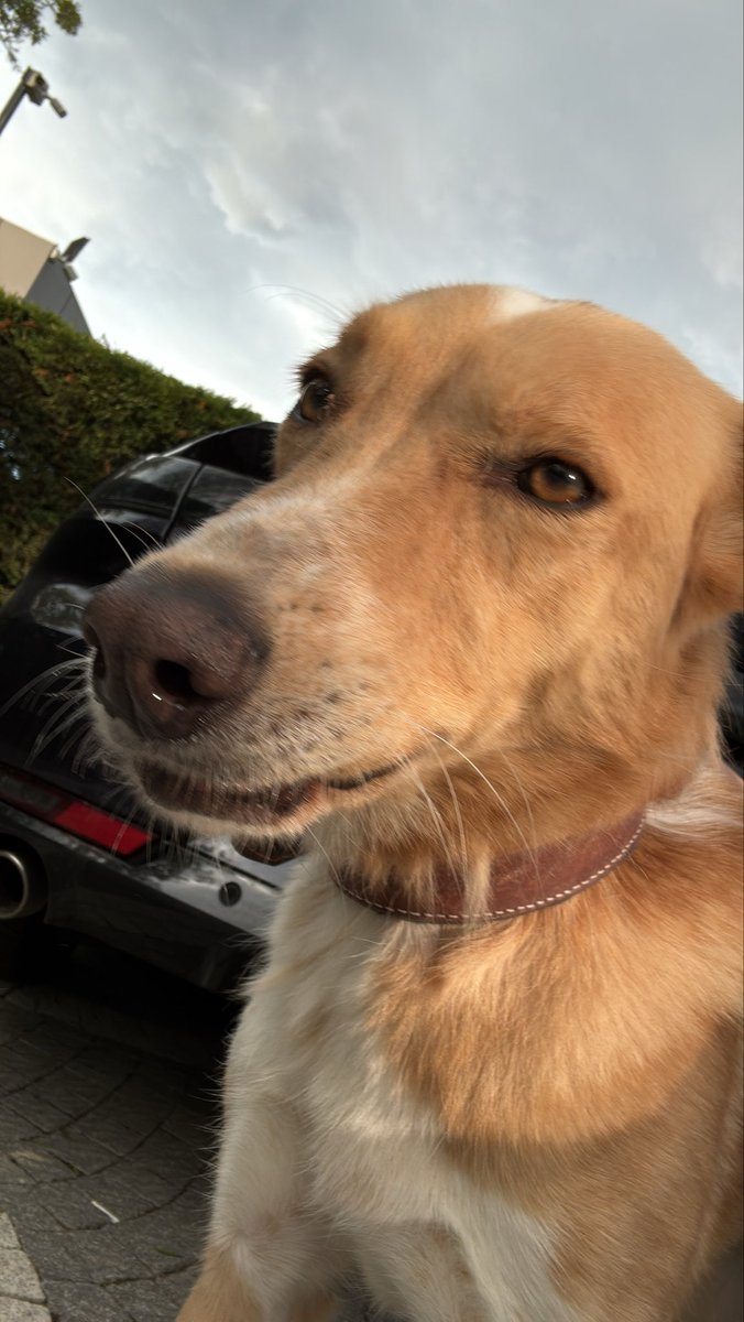 Emir Yalçınkaya tweet media