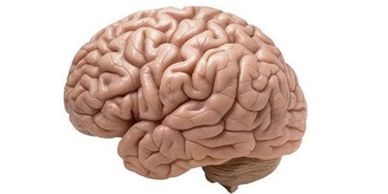 7 amazing facts about the human brain

1. The human brain contains around 86 billion neurons, each connected to thousands of others, forming an incredibly complex network.

2. It uses about 20% of the body's total energy, despite accounting for only about 2% of body weight.

3.