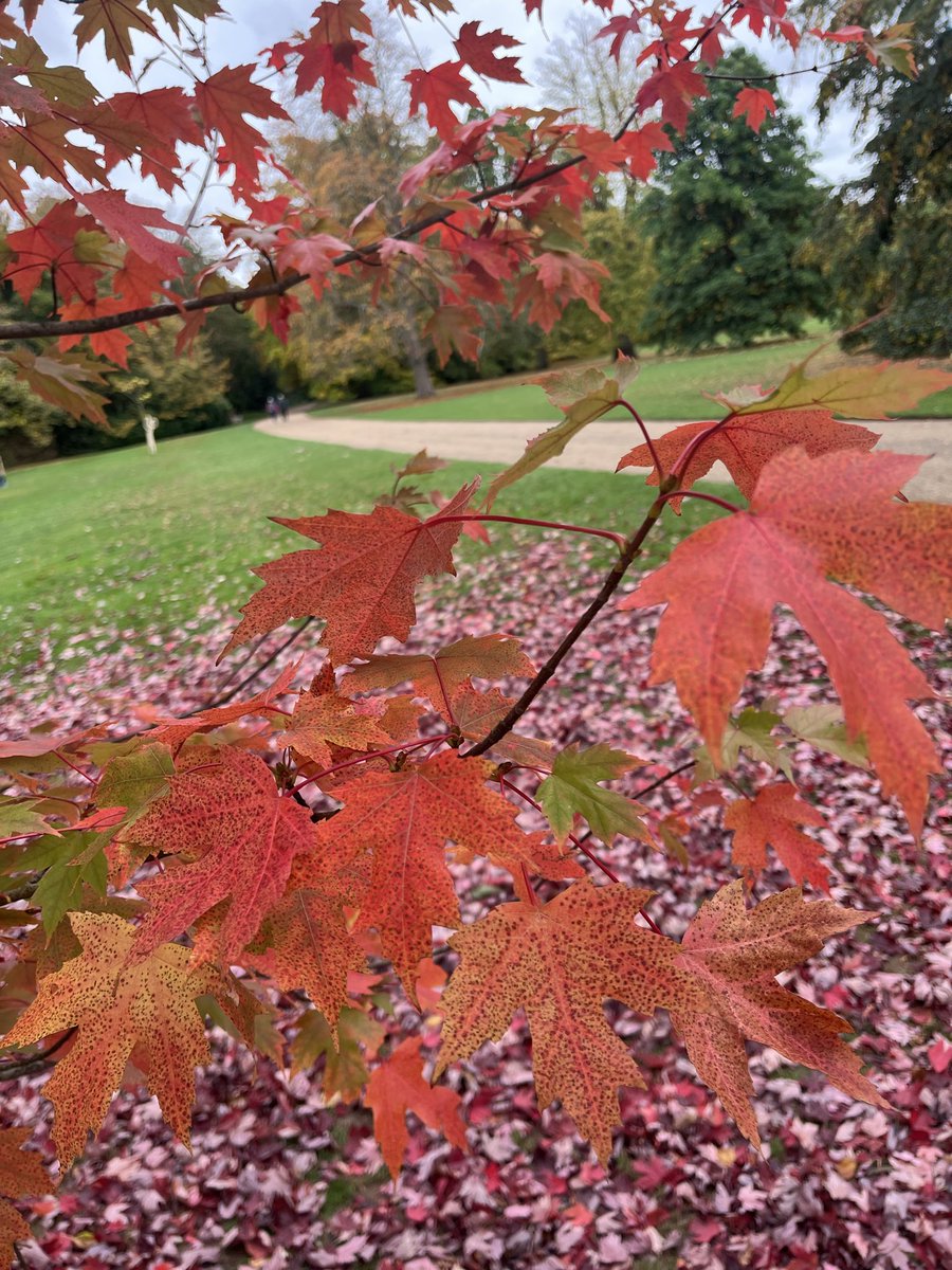 CTC_Sally's tweet image. Autumn is full of beautiful colours and so is @olmixgroup Marathon 💚 🌱 #colourful #greengreengrass