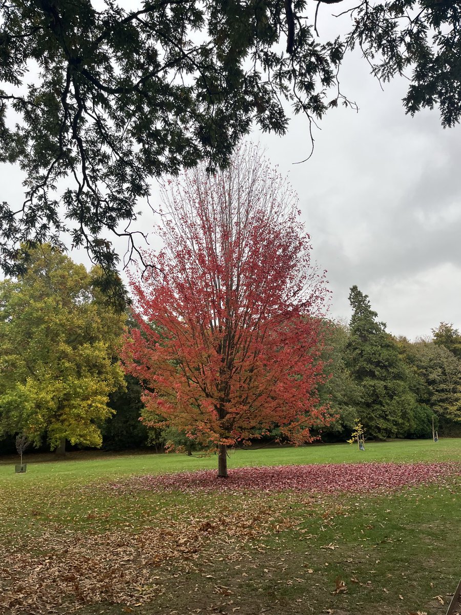 CTC_Sally's tweet image. Autumn is full of beautiful colours and so is @olmixgroup Marathon 💚 🌱 #colourful #greengreengrass