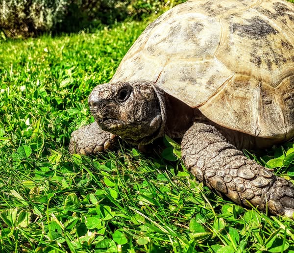 Colder. This is #ALBERTthetortoise reporting bed seems wise. HE did Ok at the children's #hospital #storytime with our #books. My advice helped. Book signings at a couple of #bookshops + HE goes on #radio this evening. Hope the week is being nice #TakeCare AlbertTortoise.com