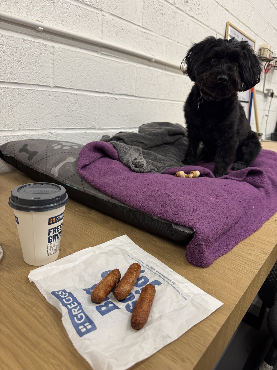Little #VinDog being powered by #Greggs sausages in the #HeppDT workshop this morning. There isn’t much he wouldn’t do for a sosig! #dogsarethebest #primaryDT