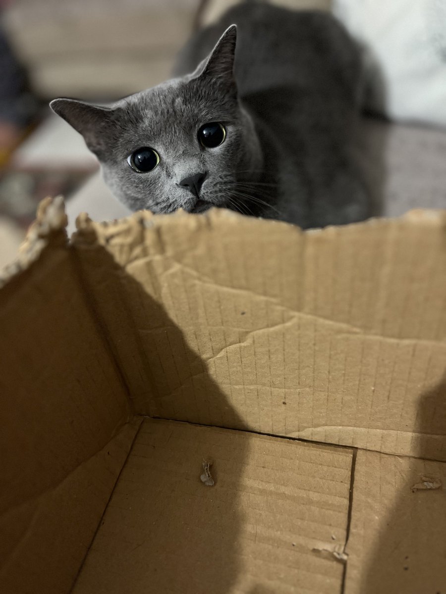 Kutuyla oynarken arada üzerime atlayıp beni de ısırmasa iyi kedi aslında 😃