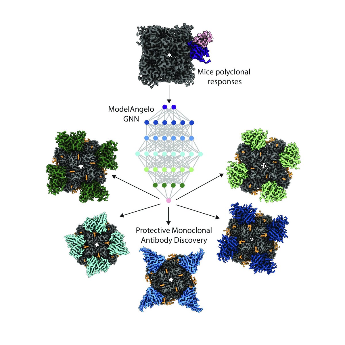 In a new <a href="/ScienceAdvances/">Science Advances</a> study, Andrew Ward (<a href="/WardLab1/">The Ward Lab</a>) and James Ferguson highlight a method that uses cryoEM and the AI tool ModelAngelo to rapidly identify the most protective monoclonal antibodies, cutting discovery time from weeks to under a day and accelerating pandemic