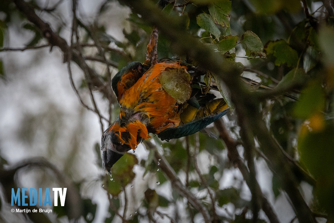 Brandweer bevrijdt papegaai uit boom in Simonshaven