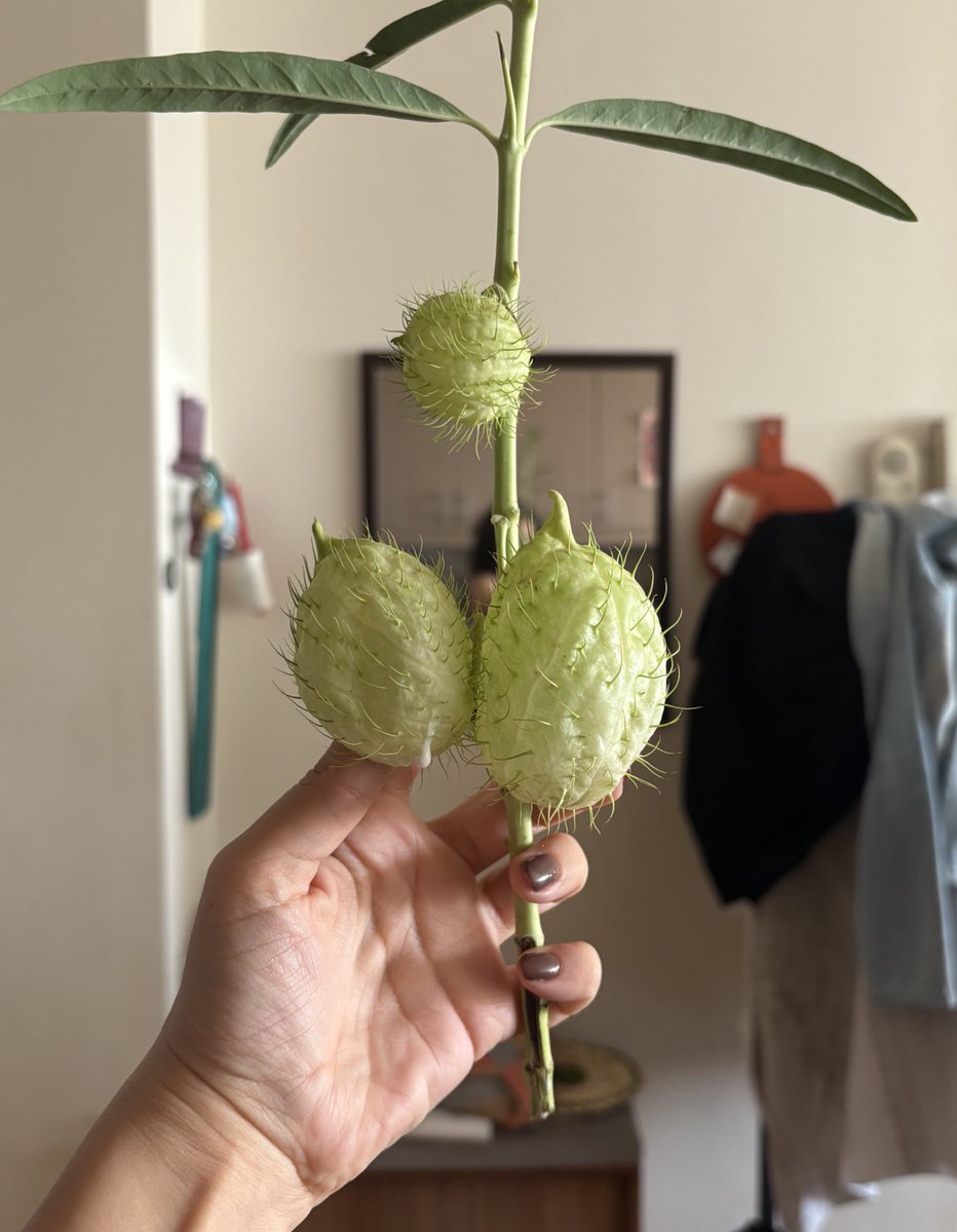 یاسو tweet media