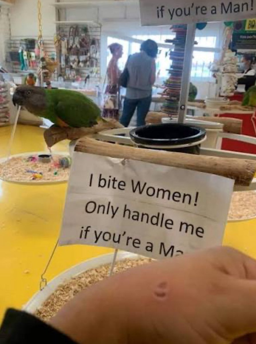 the only, and i mean ONLY, time trans inclusive misogyny was actually really funny to me was the time that the parrot that hates women bit a trans woman.
