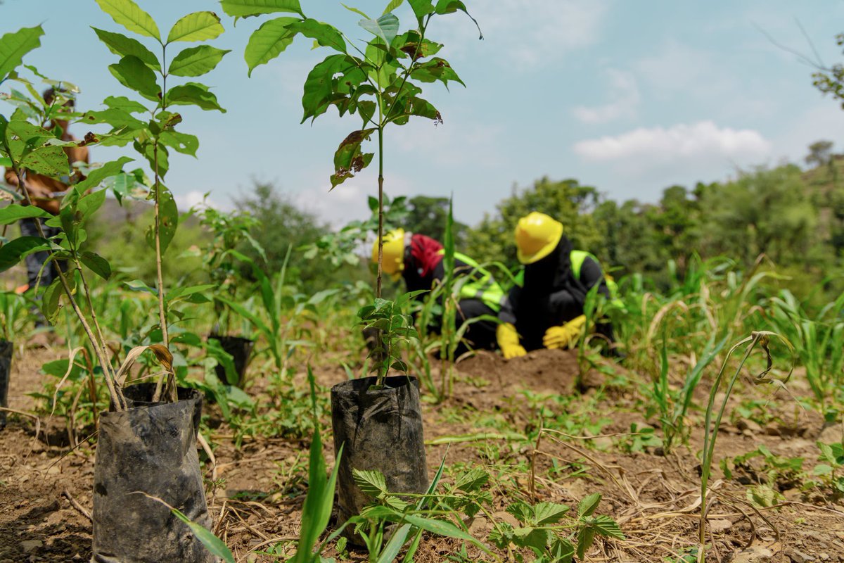 It's #RuralWomenDay 👩‍🌾

Empowering women is at the heart of our work. Through our #FSRRP, over 128,000 workdays were for women, providing a pathway to economic independence.

Thanks to <a href="/WorldBankMENA/">World Bank MENAAP</a> support and our partnership w/<a href="/SFDYemen/">SFD-Yemen</a> &amp; <a href="/PWPYEMEN/">PWPYEMEN</a>. 

#WomenEmpowerment