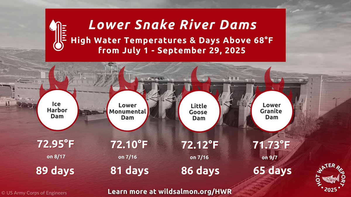 🌡 Snake River salmon and steelhead experienced harmful hot water temperatures. Many of the lower Snake and Columbia reservoirs reached above 68°F “harm” threshold for over 80 days. ➡️ Learn more at  wildsalmon.org/HWR