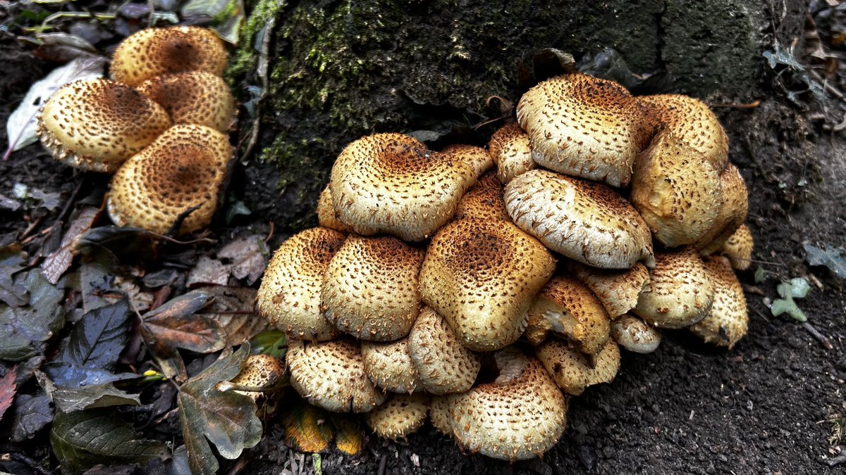 Yellow-browed Warbler the highlight of our walk today from Hopton to Gorleston.