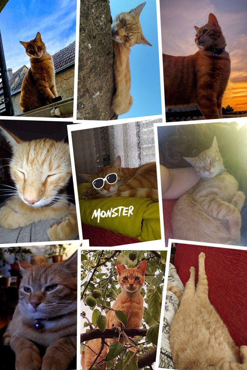 MlaDacika's tweet photo. Lale's world🐈🫠 https://t.co/ozp0fryTQ9