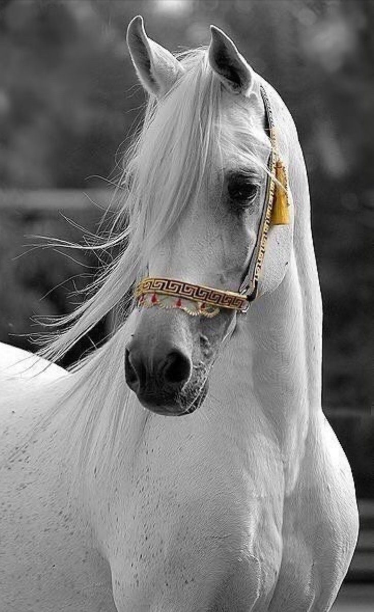 الرّزانه و الهدوء زينة الإنسان…

🌸…