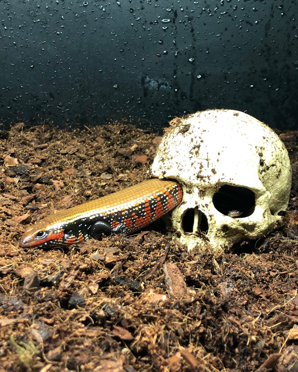 The Valley Zoo Development Society tweet media