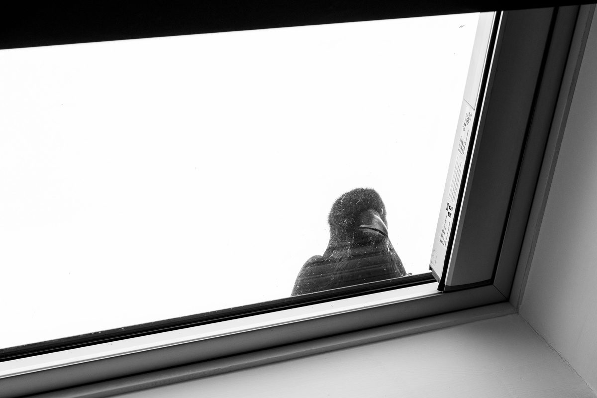 CWC_Company's tweet image. Mid-October: is there a raven 'tap-tap-tapping at your chamber door?" (or window? ptreyeslight.com/features/the-l…) 
Owls flying hither and yon? As Halloween approaches, ghostly apparitions will only become more common...