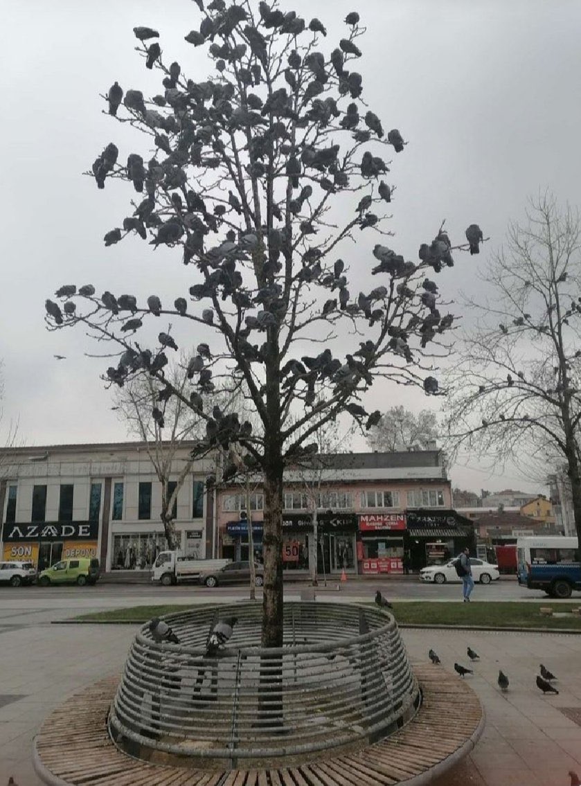 Hür de olsan , ne kadar da kanat çırpsan konarsın bir dala…
🕊️🕊️🕊️
âşık poyrazi