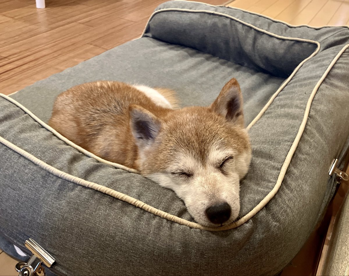 ベッドのコーナーにハマってる犬🐶