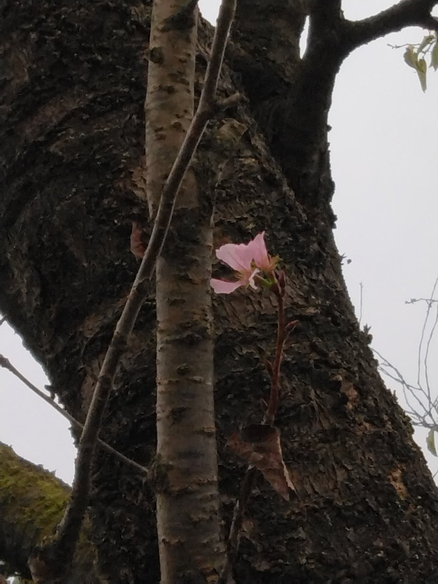 estan1959's tweet photo. 校庭の桜が一輪だけ花を開いてる。季節外れも甚だしい。帰宅して大木裕之君の訃報を知る。自分より年下の訃報は辛い。かなり前、終電で東村山駅を降りると東口の階段を降りる人の中に大木君がいた。驚いて声をかけると「僕の実家は東村山なんです」と言った。上映会を含めいろんな場所で遭遇したっけ。 https://t.co/wXI90hHxQK