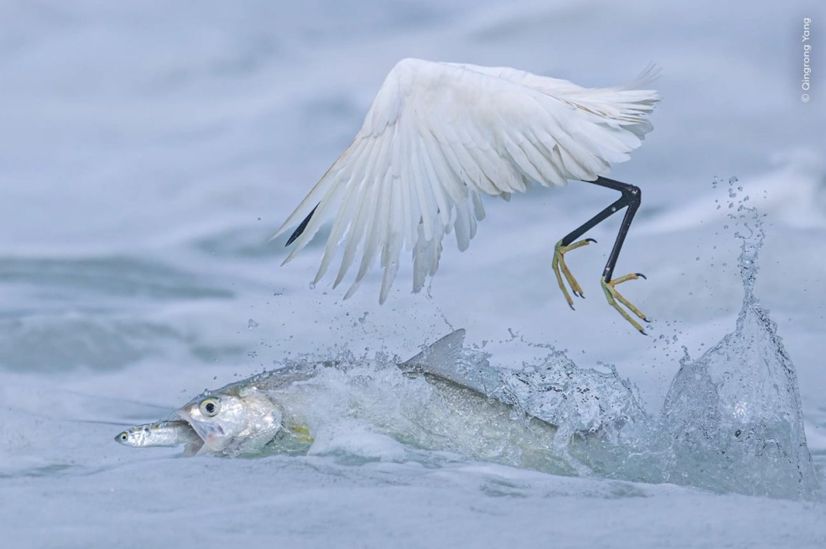 Agenzia_Ansa's tweet photo. FOTO | Un 17enne italiano è Wildlife Photographer of the Year. Vince la categoria giovani, nella sua foto distruzione e resilienza #ANSA https://t.co/E3nk1lW4PB https://t.co/67q5OVDhTv