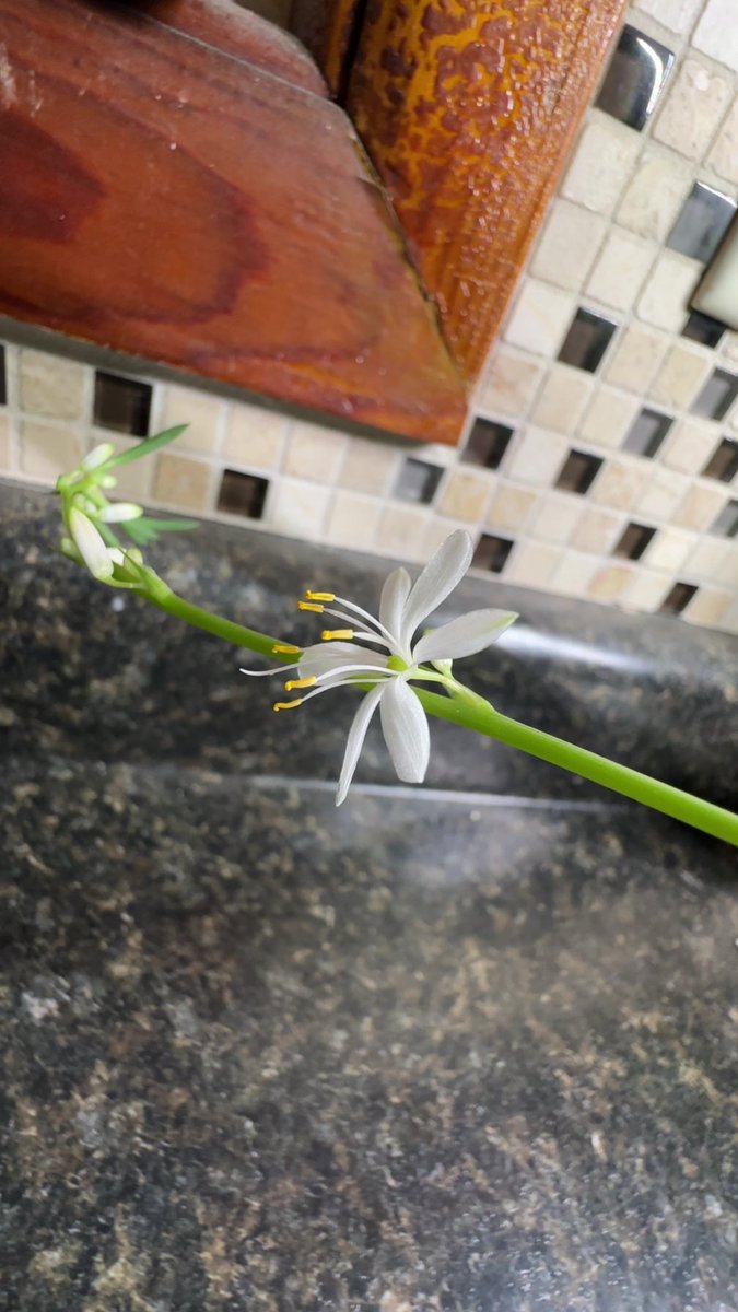 Proud house plant owner