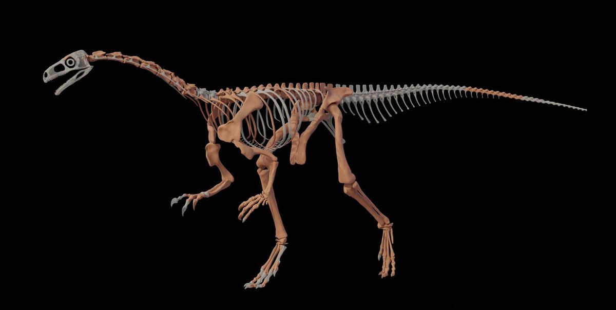 ENCONTRARON EN LA RIOJA UNA NUEVA ESPECIE DE DINOSAURIO DE 230 MILLONES DE AÑOS

Un equipo del Conicet descubrió al Huayracursor jaguensis, un dinosaurio de 2 metros de largo y 70 centímetros de altura, con rasgos intermedios entre los primeros y últimos ejemplares. Vivió hace