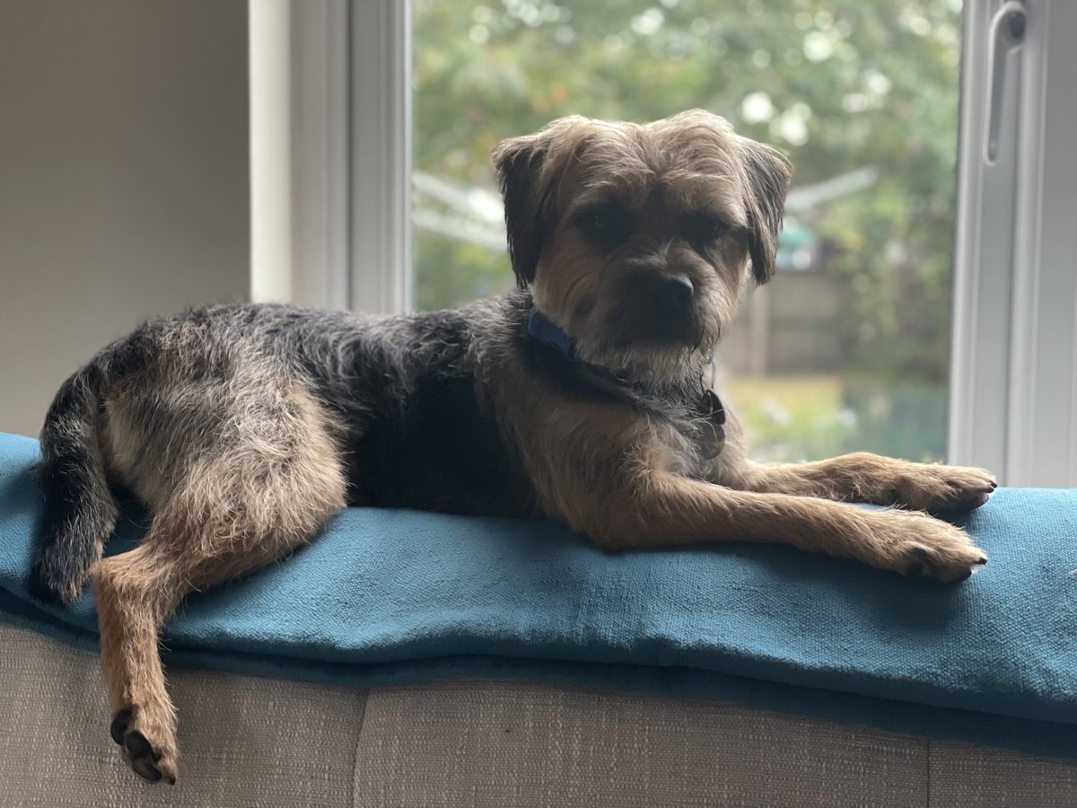 HomesChristineH's tweet image. Feeling superior…#BTPosse #Benedict ⁦@revdlouisjj⁩