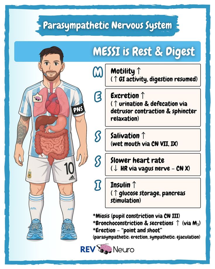 Messi is not a player he is parasympathatic system