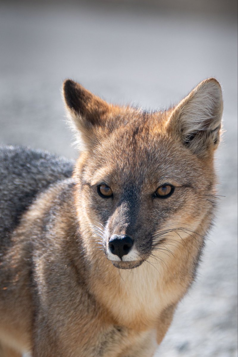 Zorro colorado patagónico.