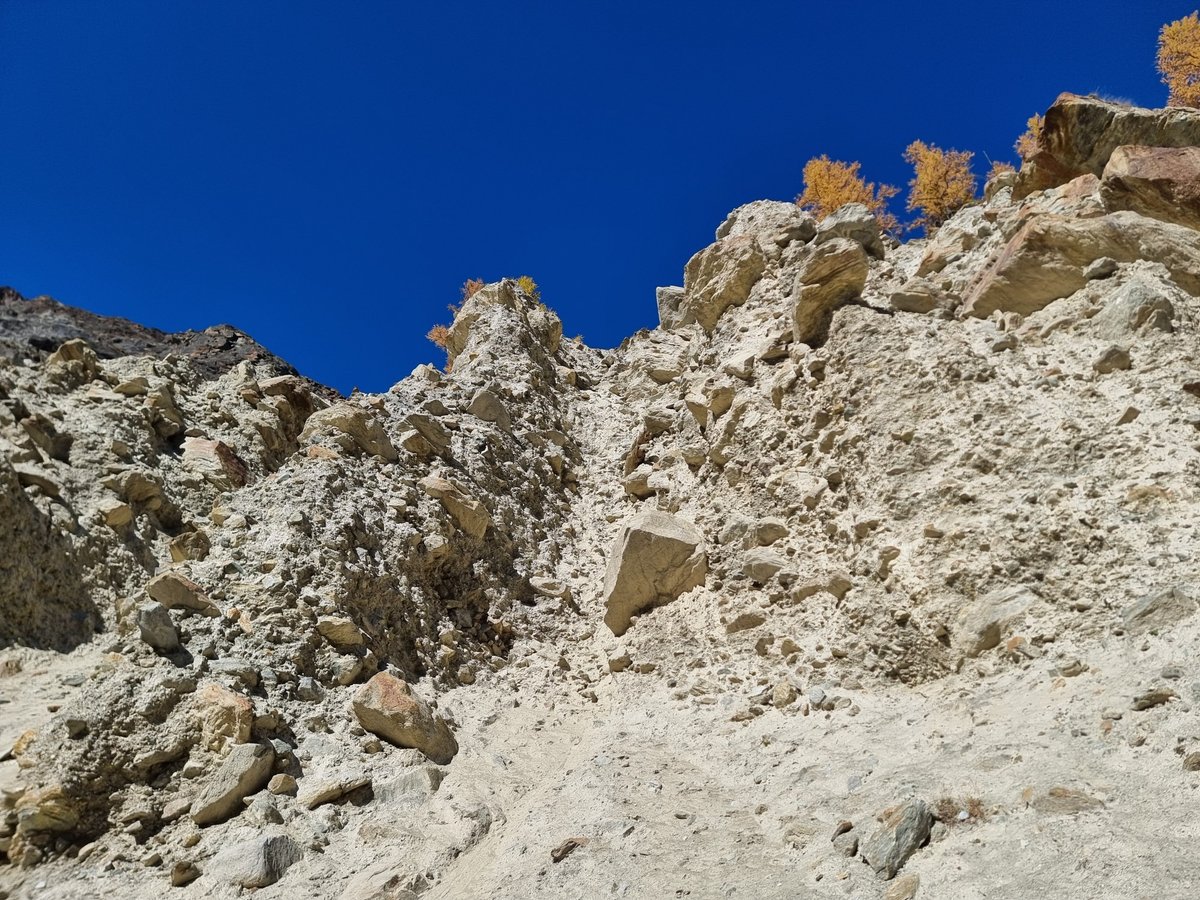 subfossilguy's tweet image. Can you see it ? 🔭
Today I found an old acquaintance in the moraine of the Fee Glacier!
Part of this larch trunk had fallen a few years ago and I had dated it to 300 CE!