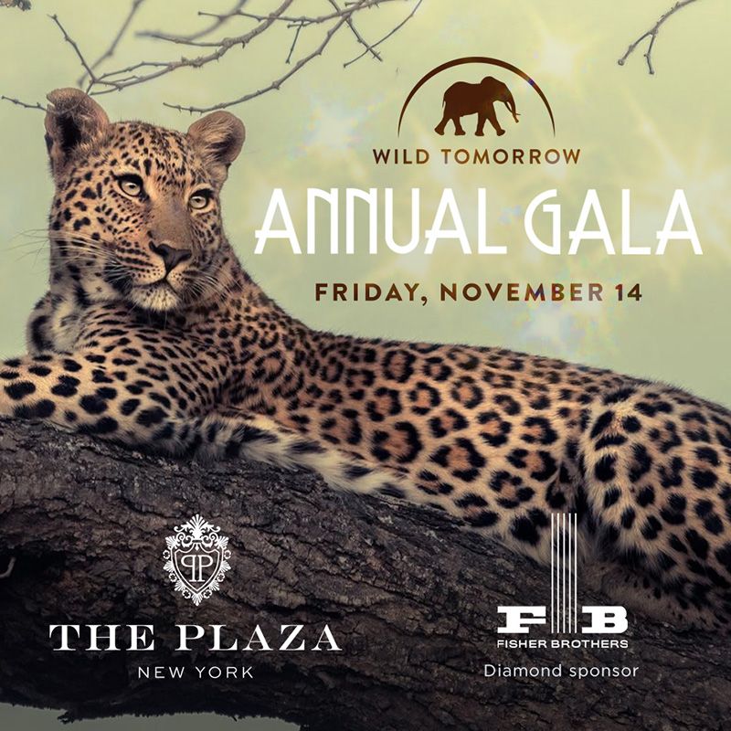 wildtomorrow's tweet photo. ✨ Just 1 Month Away! ✨ Join us Fri, Nov 14 at The Plaza Hotel, NYC for Wild Tomorrow’s Annual Gala! 🌿🐘 Celebrate wildlife &amp; raise vital funds to protect nature in KwaZulu-Natal, South Africa. 🎟️ Tickets going fast: https://t.co/NPWrRghVfg
 #WildTomorrowGala https://t.co/T99Dti2THZ